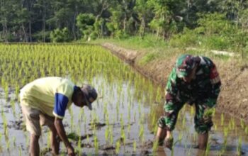 Sertu Cahyono Babinsa Koramil 0818/30 Tirtoyudo