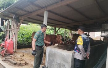 Babinsa Pagelaran Dampingi Vaksinasi PMK