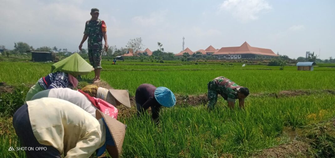 Petani Desa Pendem Semakin Mandiri Berkat Pendampingan Babinsa