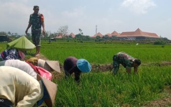 Ketahanan Pangan desa Pendem