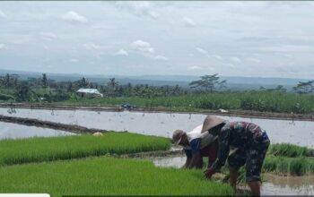 Sertu Abd Majid Babinsa Koramil 0818/09 Ngajum