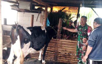 Babinsa Koramil 0818/01 Pujon Dampingi Vaksinasi PMK pada 600 Ekor Sapi di Pujon