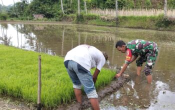 Babinsa Koramil 0818/14 Turen Turun ke Sawah, Bantu Petani Ngurit Bibit Padi
