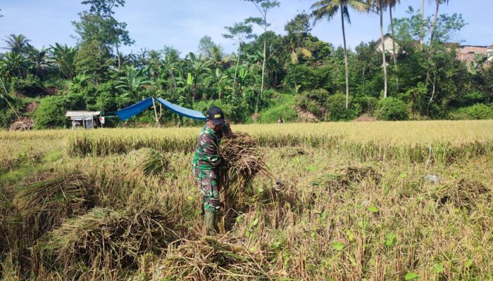Petani menjual gabah kering ke Bulog untuk mendukung kesejahteraan dan ketahanan pangan menuju swasembada pangan