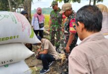 Swasembada Pangan! Babinsa Sedayu Aktif Dampingi Sergab Bulog di Turen Sergab Bulog di Turen