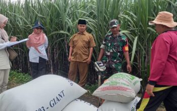 Babinsa Koramil 0818/09 Ngajum Sukses Kawal Serapan Gabah Petani di Desa Ngasem