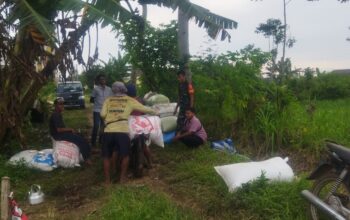 Serapan Gabah di kepanjen